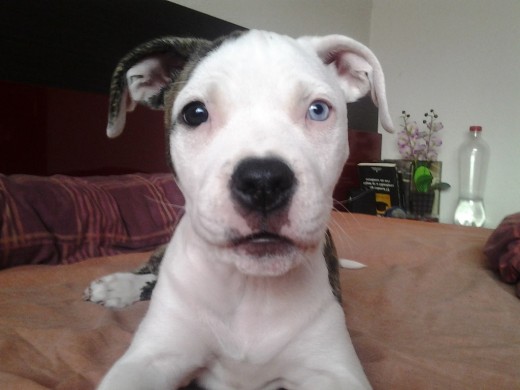 2 meses y medio 2 meses y medio